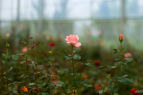 da lat flower - rose garden