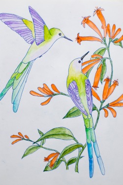 coloring - hummingbirds by 14 shades of grey