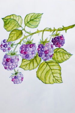 coloring - blackberries by 14 shades of grey