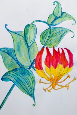 coloring - tropical lily by 14 shades of grey